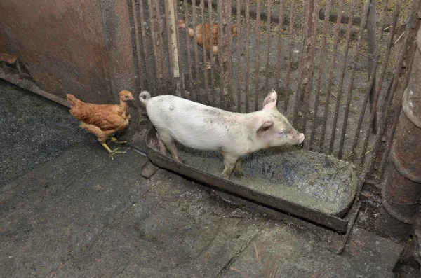 Cerdo sucio y pollo en una bañera Imagen De Stock