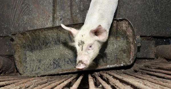 Cerdo sucio en una jaula Fotos De Stock Sin Royalties Gratis