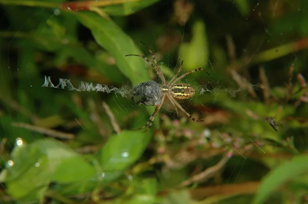 Spinne Stockfoto