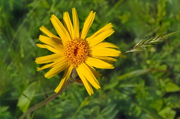 Flor amarilla de montaña, Arnica montana L . Imágenes De Stock Sin Royalties Gratis