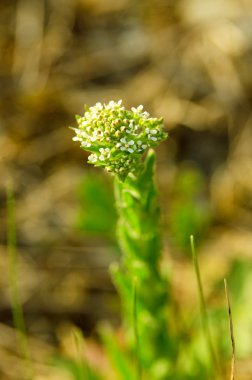 küçük çayır çiçekler