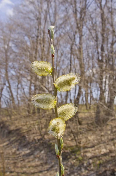 Küçük erken bud — Stok fotoğraf