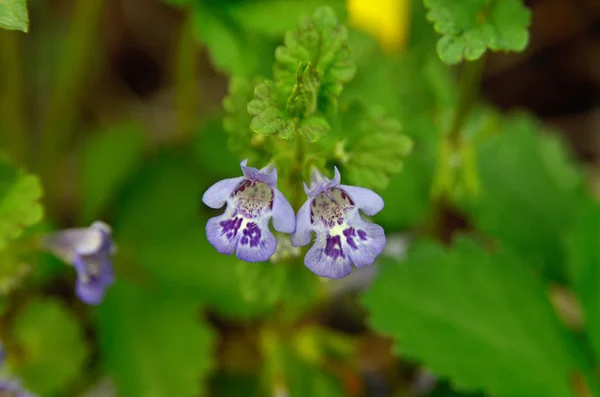Mały kwiat purpurowy — Zdjęcie stockowe