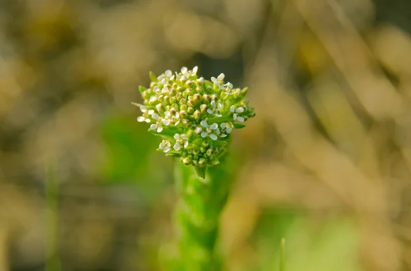 Small meadow flowers — Stock Photo, Image