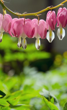 çiçek kırık kalp, dicentra