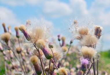 deflorate sürünen thistle (cirsium arvense)
