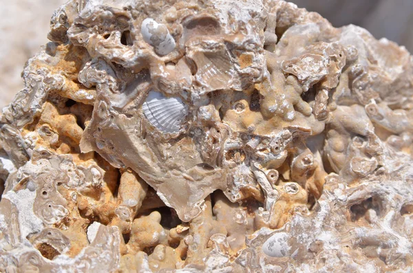 Versteinerte Muscheln Silur Periode — Stockfoto