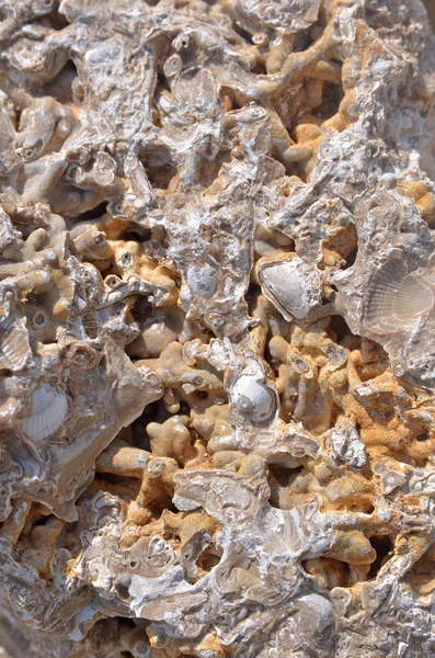 Conchas fossilizadas Período siluriano — Fotografia de Stock
