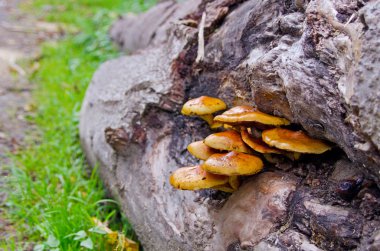bir ağaç üzerinde sonbahar mantar
