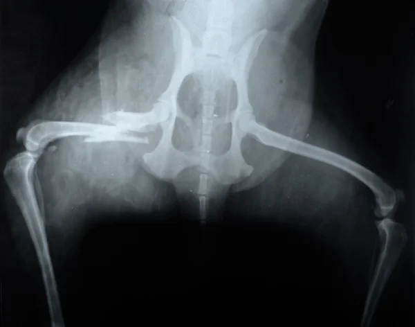 Perro, rayos X — Foto de Stock