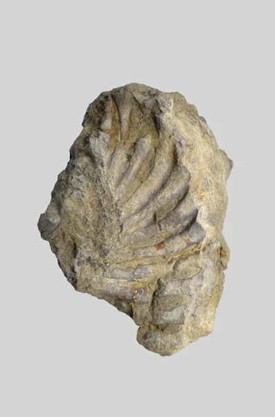 Marina fossil — Stockfoto