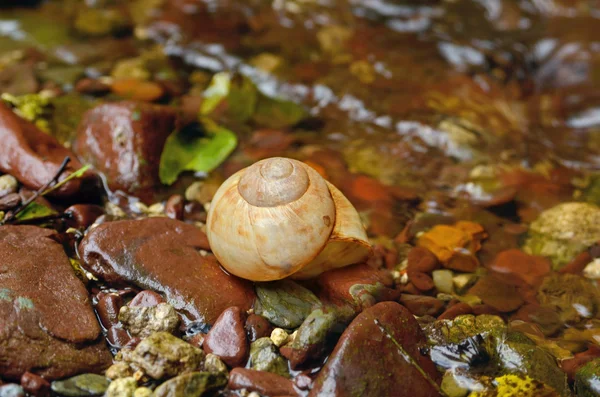 Shell sulle pietre bagnate — Foto Stock
