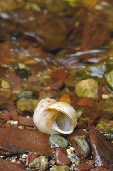 Muschel auf den nassen Steinen — Stockfoto
