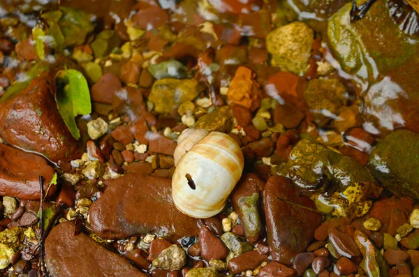 Muschel auf den nassen Steinen — Stockfoto