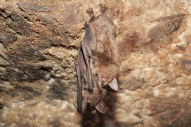 yer altı Mağarası'yarasa