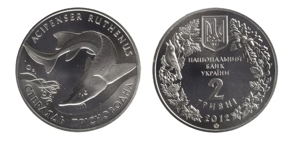 Ukraine 2 hryvnia commemorative, Acipenser ruthenus — Stock Photo, Image