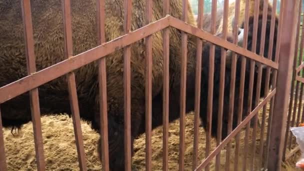 Feeding bison in the reserve. — Stock Video