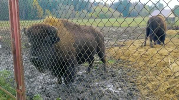 Feeding bison in the reserve. — Stock Video