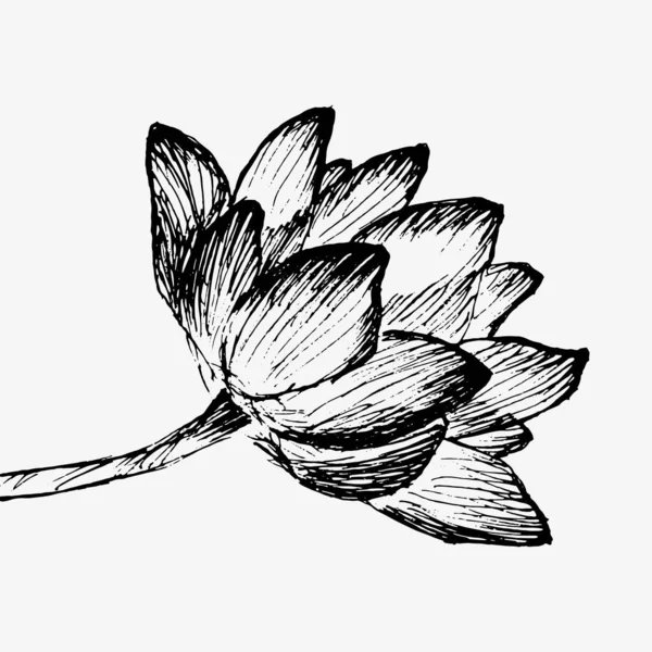 Квітка лотоса. Квіткова ботанічна вода квітка лілії . — стоковий вектор