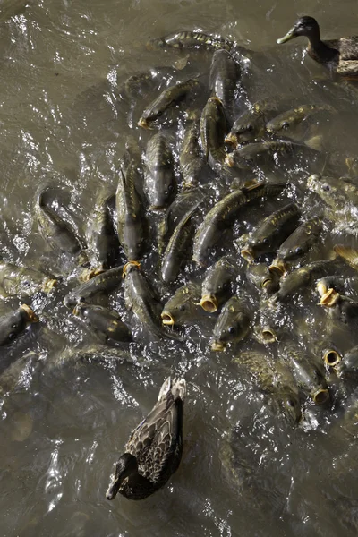 Duck chasing carp — Stock Photo, Image