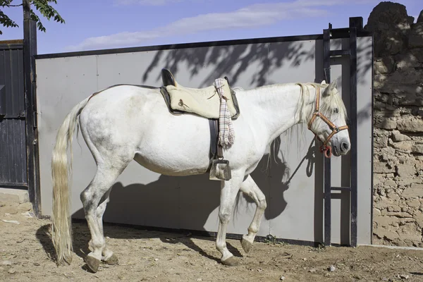 Horse with saddle — Stock Photo, Image