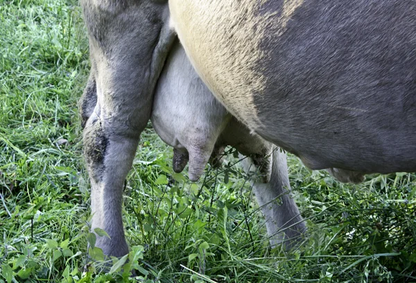 Glande mammaire de vache — Photo