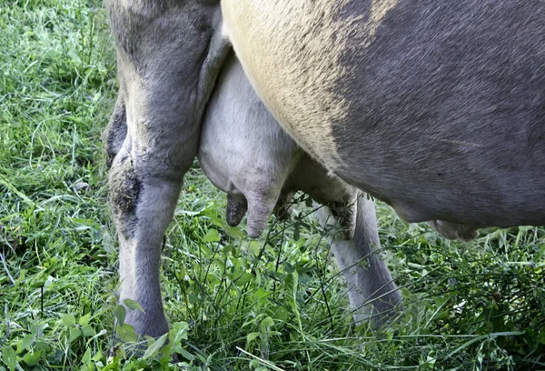 Brustdrüse der Kuh — Stockfoto