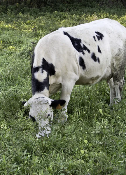 Vaca en el pasto — Foto de Stock