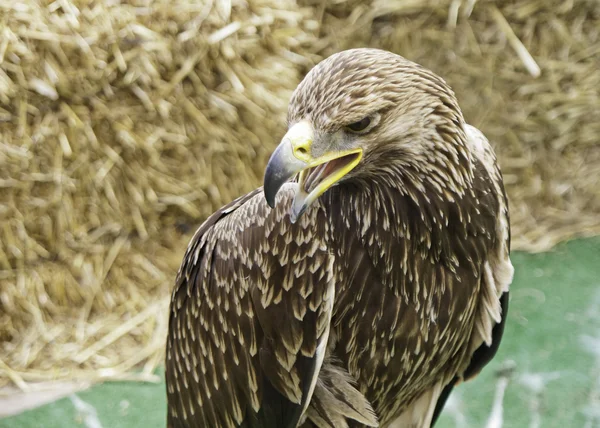 Aquila selvatica — Foto Stock