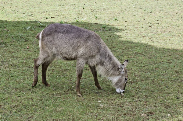 Little deer — Stock Photo, Image