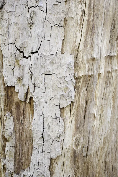 Tekstura drzewa — Zdjęcie stockowe