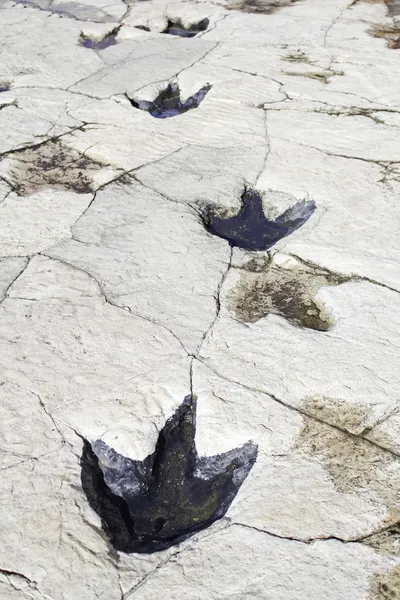 รอยเท้าไดโนเสาร์ — ภาพถ่ายสต็อก