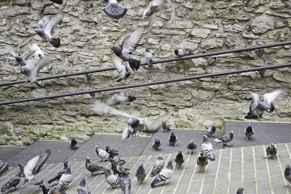 Les pigeons volent — Photo