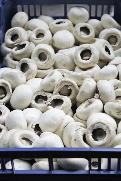 Funghi crudi — Foto Stock