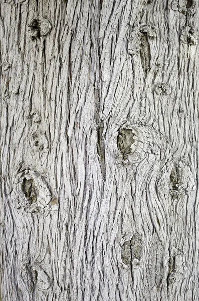 Träd trä — Stockfoto
