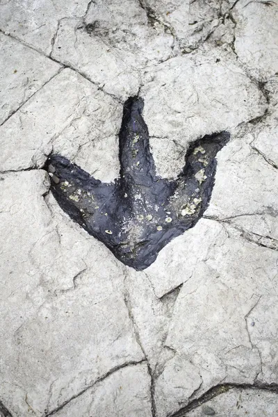 Dinosaur Footprint — Stock Photo, Image