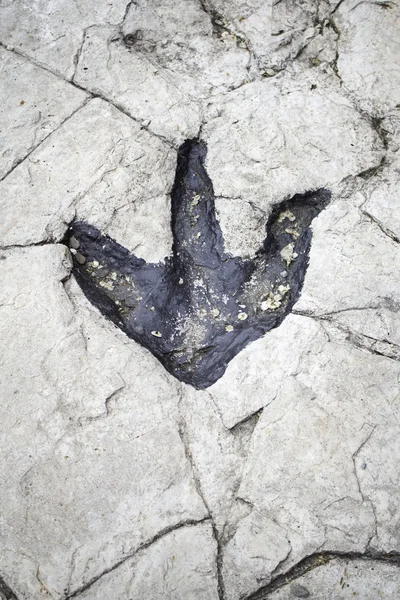 Dinosaur Footprint