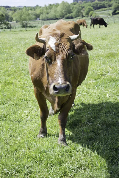 Toro en el prado — Foto de Stock