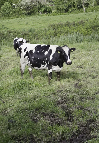 Krávy vydané — Stock fotografie