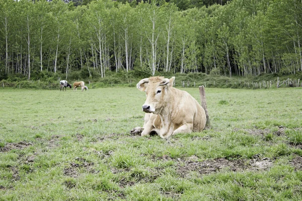 公牛在草甸上 — 图库照片