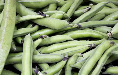 yeşil fasulye