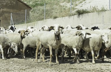 Ücretsiz koyun