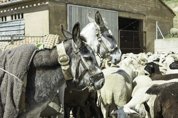 Donkeys trained — Stock Photo, Image