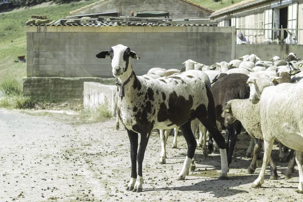 Μαύρο και άσπρο πρόβατο — Φωτογραφία Αρχείου