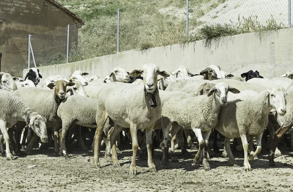 Αγρόκτημα δωρεάν πρόβατα — Φωτογραφία Αρχείου