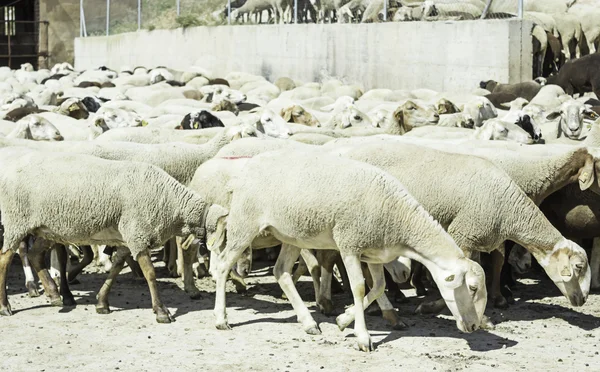 Εξωτερική πρόβατα — Φωτογραφία Αρχείου