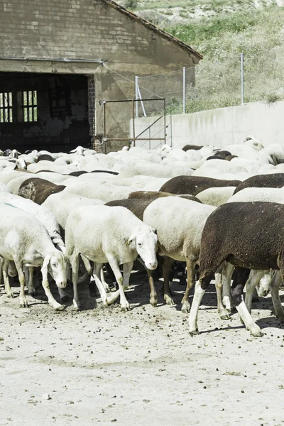 Αγρόκτημα πρόβατα — Φωτογραφία Αρχείου