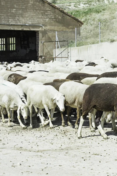 Sheep Farm — Stock Photo, Image