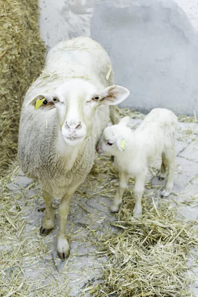 Mutterschaf mit Lamm — Stockfoto