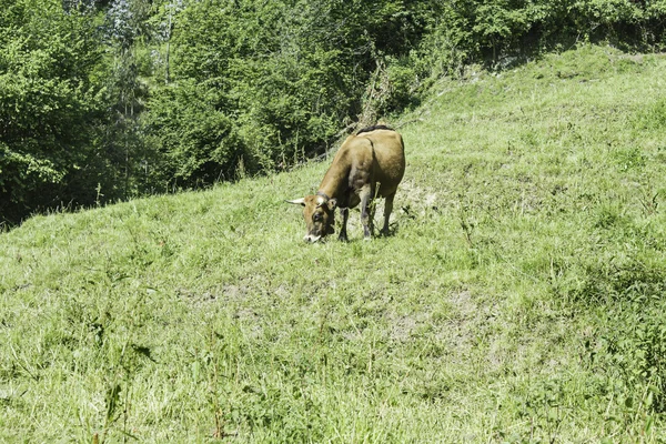 Krowa w przyrodzie — Zdjęcie stockowe